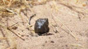 Meteorite that landed in Botswana tracked to its birthplace in the asteroid belt /livescience.com